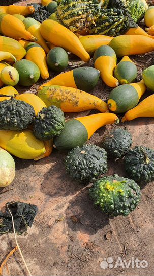 Тыква декоративная