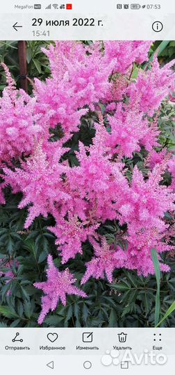 Астильба розовая