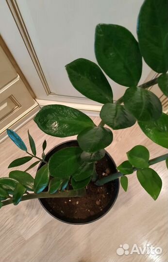 Замиокулькас