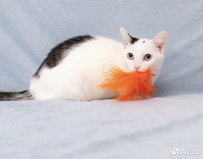 Кошечка Маруся