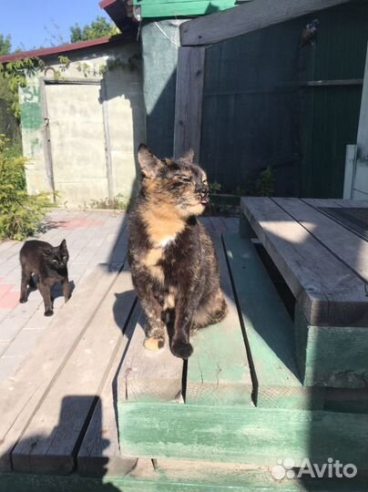 Трехцветная кошка счастливая