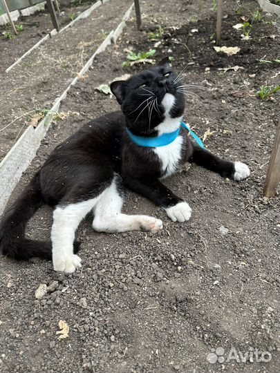 Котик гимнаст