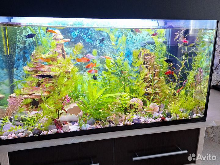 Роголистник, Валеснерия, Мох, Меченосцы