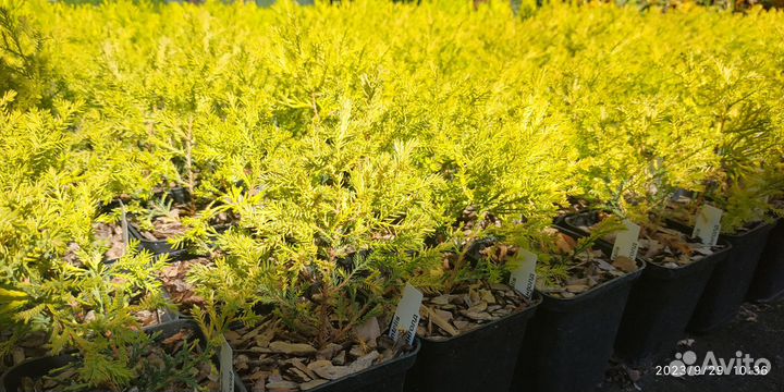 Туя Рейнголд Тедди Даника Мириам Голд Глоб Столвик