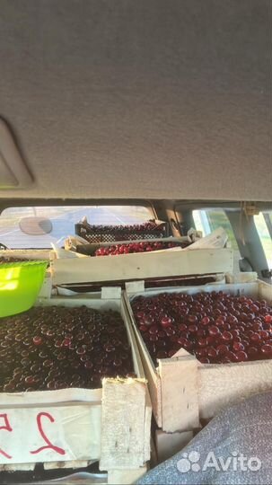 Вишня алтайская на компот