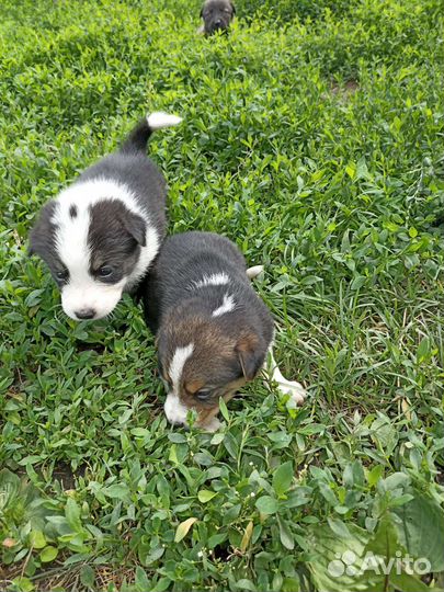 Успокаивающие щеняточки