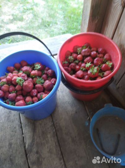 Продам усы клубники лорд