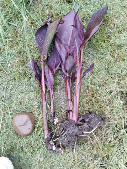 Многолетник. Клубни канны краснолистной