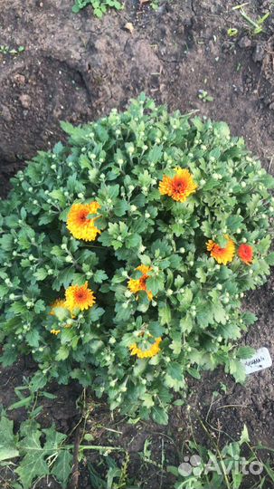 Хризантемы мультифлора