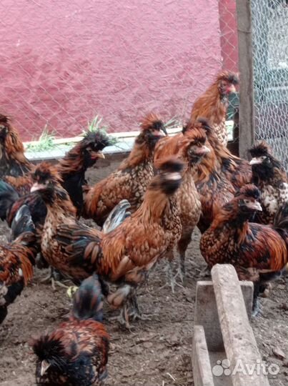 Петухи,Павловская порода