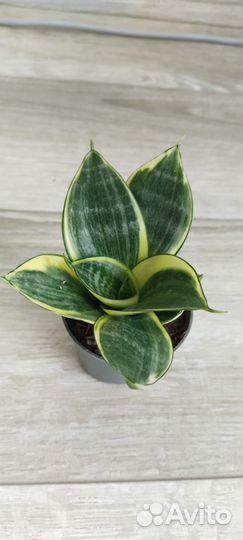 Сансевиерия сортовая