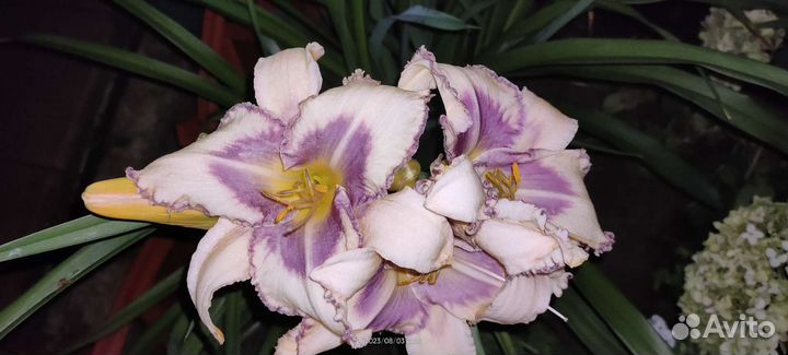 Лилейники сортовые