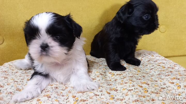 Мини ши-тцу