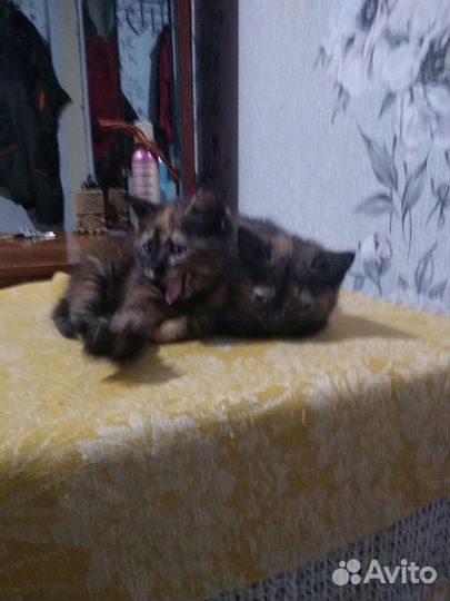 Кошечки два месяца,мама шотландская веслоухая