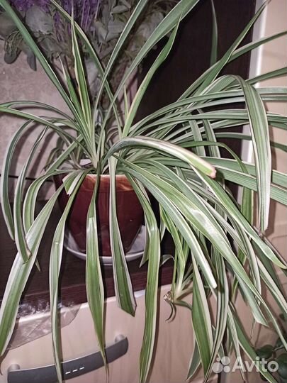 Хлорофитум