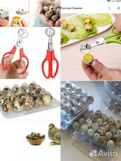 Яйца перепелиные домашние