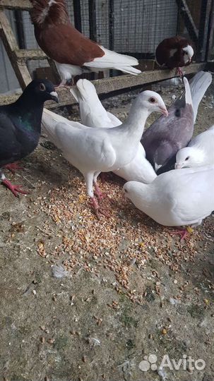 Голуби