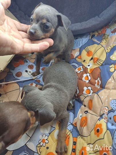 Мини той-терьер