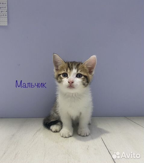 Кошка в дар