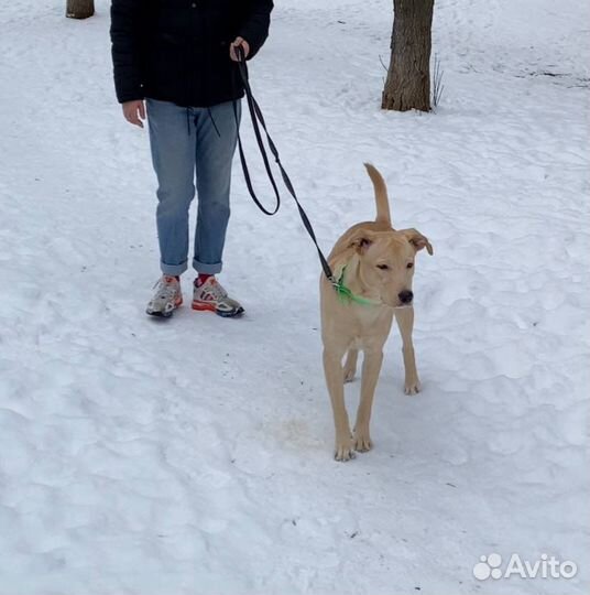 Золотой мальчик хочет в добрые и любящие руки
