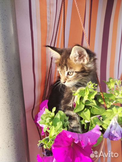 Котята мейн-кун