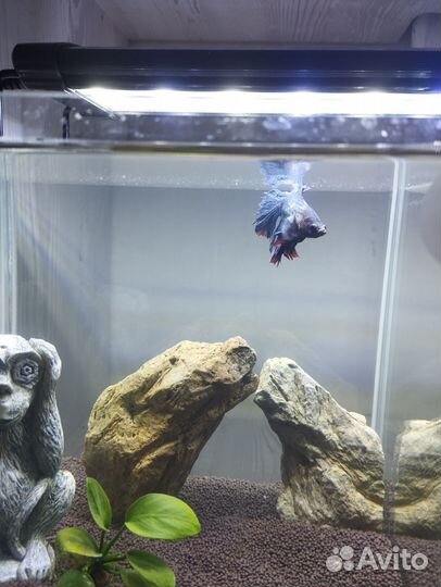 Аквариум cube с рыбками петушками