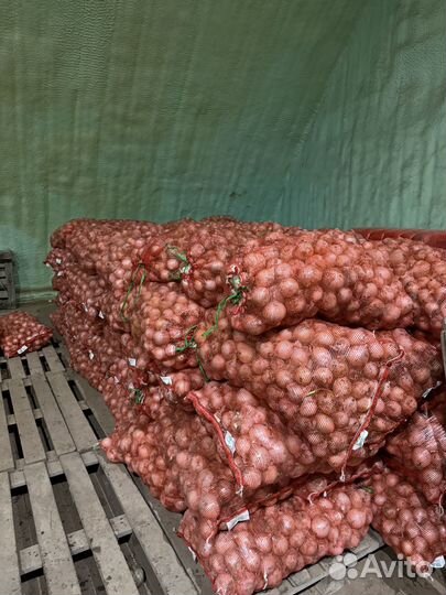 Продаю лук белый