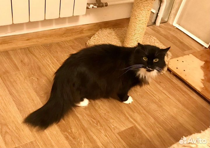 Пушистая кошка