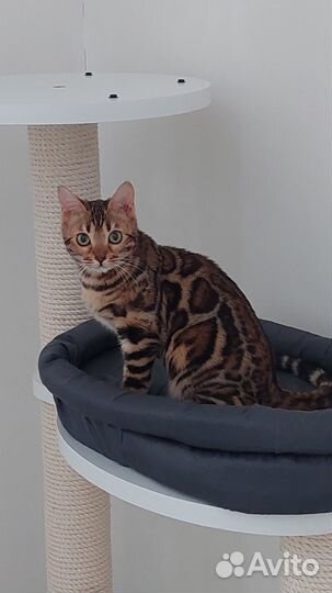 Бенгальская