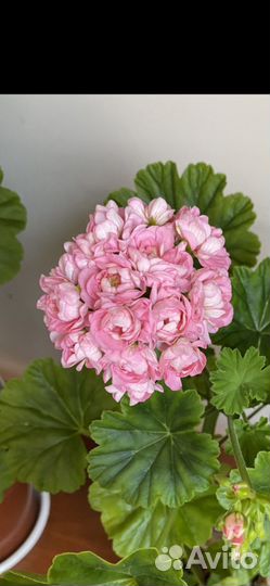 Пеларгония герань сорт Анита