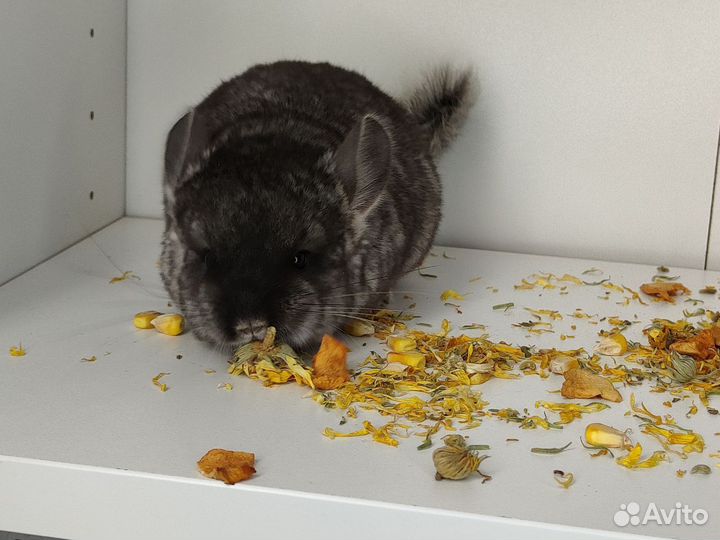 Шиншилла из домашнего питомника