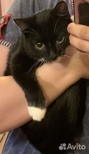 Кошка бесплатно