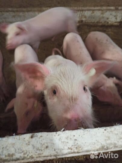 Продам свинью