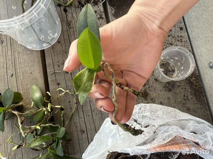 Орхидея детка