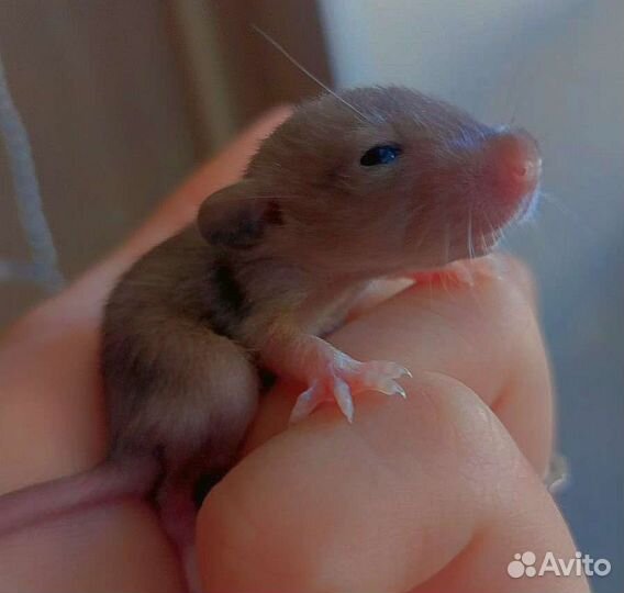 Декоративная крыса дамбо