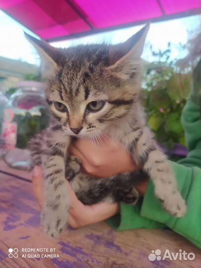 Котенок в добрые руки