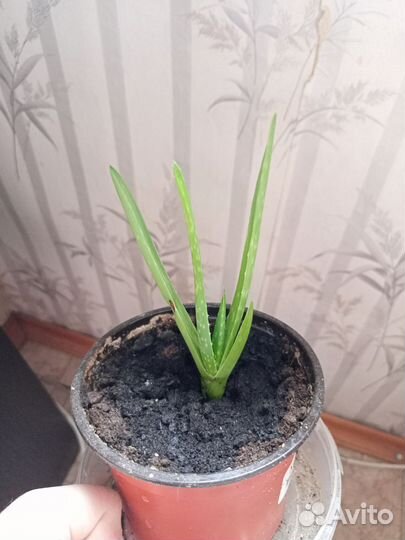 Алое вера растение