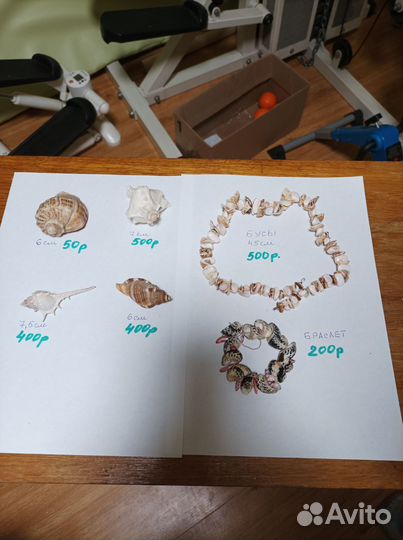 Морские ракушки