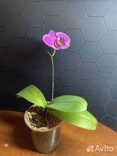 Орхидея