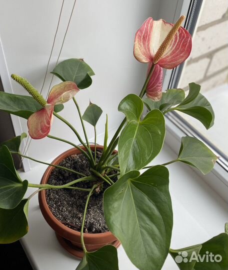 Антуриум розовый