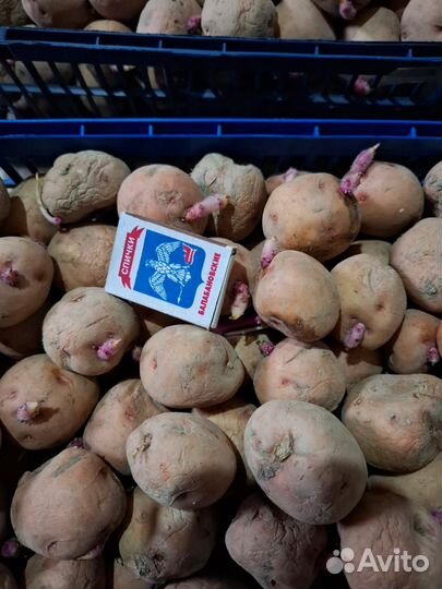 Продам картофель