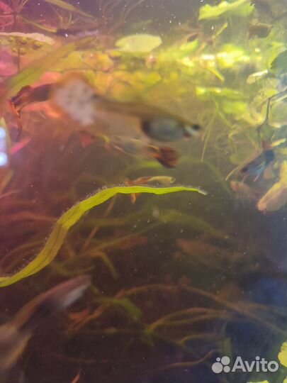 Гуппи 30 р. Сомики 50 р Моллинезии 70р
