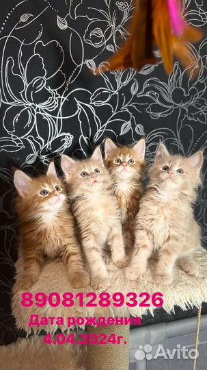 Котята мейн-кун