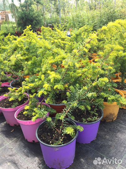 Декоративные растения для сада