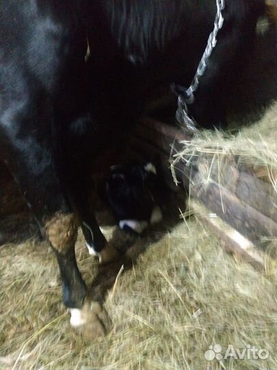 Продам телёнка