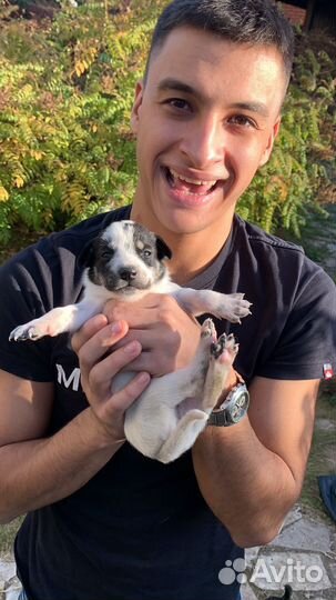 Щенки помесь