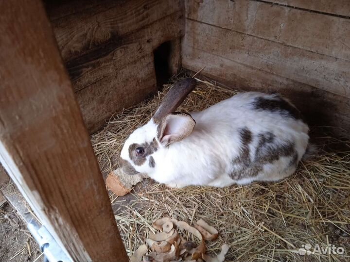 Кролики мясных пород