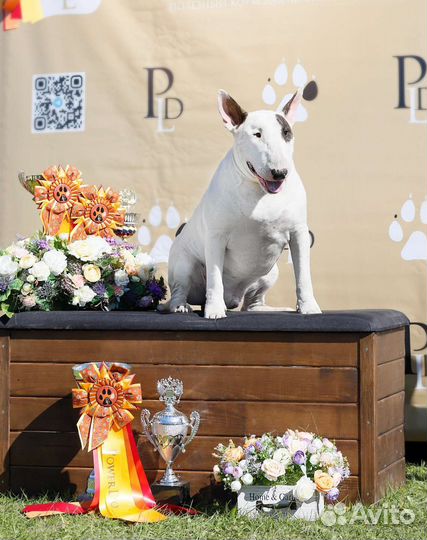 Открыт для вязок бультерьер