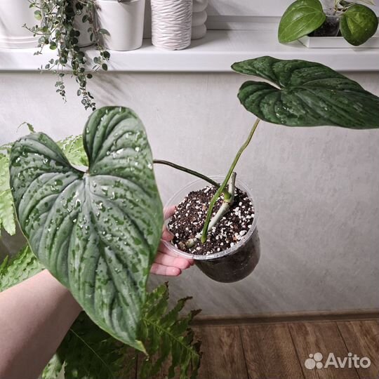 Филодендрон Пловмани