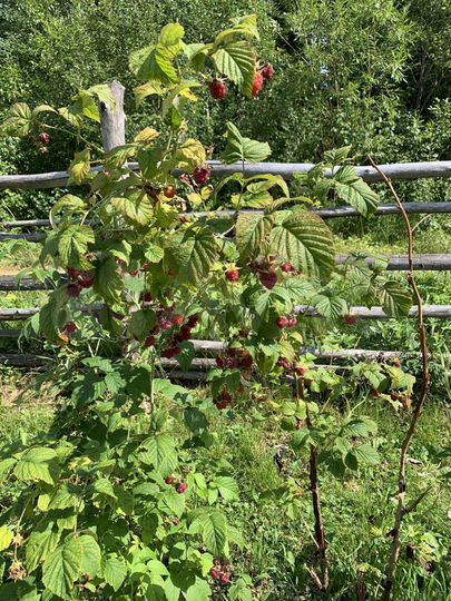 Дача 20 м² на участке 6,6 сот.